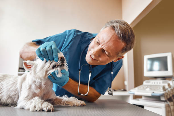 Best Weekend Emergency Dentist in Alturas, FL